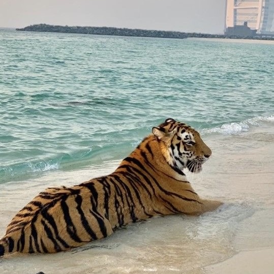 Dubaï Safari
